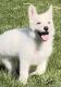 German Shepherd Puppies for sale in Ruckersville, VA 22968, USA. price: $600