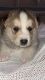 German Shepherd Puppies for sale in Loma Linda, CA, USA. price: NA