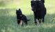 German Shepherd Puppies for sale in Amelia County, VA, USA. price: $500
