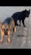 German Shepherd Puppies for sale in Jurupa Valley, CA 91752, USA. price: $300