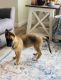 German Shepherd Puppies for sale in Ontario, CA, USA. price: $300