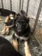 German Shepherd Puppies for sale in Ocala, FL, USA. price: $650