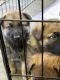 German Shepherd Puppies for sale in New Bern, NC, USA. price: $1,000