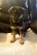 German Shepherd Puppies for sale in Lake Charles, LA 70601, USA. price: $350