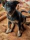 German Shepherd Puppies for sale in Duarte, CA, USA. price: NA