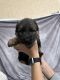 German Shepherd Puppies for sale in Herrick, SD 57538, USA. price: NA