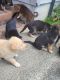 German Shepherd Puppies for sale in Greenville, NC, USA. price: $800