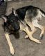 German Shepherd Puppies for sale in Lovejoy, Buffalo, NY, USA. price: NA