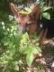 German Shepherd Puppies for sale in Easley, SC, USA. price: NA