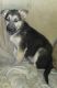 German Shepherd Puppies for sale in Soperton, GA 30457, USA. price: NA