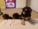 German Shepherd Puppies for sale in Garner, NC, USA. price: $1,000