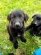 German Shepherd Puppies for sale in Belding, MI 48809, USA. price: $600