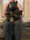 German Shepherd Puppies for sale in St Cloud, MN, USA. price: $400