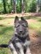 German Shepherd Puppies for sale in Conyers, GA 30013, USA. price: NA