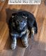 German Shepherd Puppies for sale in Saratoga Springs, NY, USA. price: $1,000