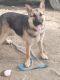 German Shepherd Puppies for sale in Signal Mountain, TN 37377, USA. price: $200