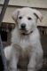 German Shepherd Puppies for sale in Meherrin, VA 23954, USA. price: NA