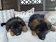 German Shepherd Puppies for sale in Cokato, MN 55321, USA. price: NA