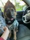 German Shepherd Puppies for sale in Blaine, KY 41124, USA. price: NA