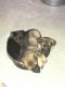 German Shepherd Puppies for sale in Clayton, NC, USA. price: $300