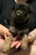 German Shepherd Puppies for sale in Mesa, AZ, USA. price: $400
