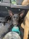 German Shepherd Puppies for sale in San Antonio, TX 78254, USA. price: $300