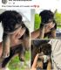 German Shepherd Puppies for sale in Rochester, NY, USA. price: $2,500
