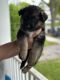 German Shepherd Puppies for sale in Rochester, NY, USA. price: $1,600