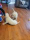 German Shepherd Puppies for sale in Toccoa, GA 30577, USA. price: NA