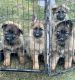 German Shepherd Puppies for sale in 9816 Blackfoot Dr, Bakersfield, CA 93312, USA. price: $1,300