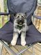 German Shepherd Puppies for sale in Anderson, SC, USA. price: $500