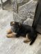 German Shepherd Puppies for sale in Quincy, MA, USA. price: $600