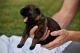German Shepherd Puppies for sale in Cherryville, NC 28021, USA. price: NA