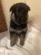 German Shepherd Puppies for sale in Highland, IL 62249, USA. price: NA