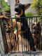 German Shepherd Puppies for sale in Suwanee, GA 30024, USA. price: $2,300
