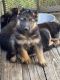 German Shepherd Puppies for sale in Eugene, OR, USA. price: NA