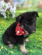 German Shepherd Puppies for sale in North East, MD 21901, USA. price: NA