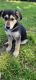 German Shepherd Puppies for sale in Oklahoma City, OK, USA. price: $300