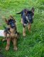 German Shepherd Puppies for sale in Woodland, WA 98674, USA. price: NA
