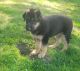 German Shepherd Puppies for sale in Portage County, OH, USA. price: $600