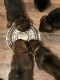 German Shepherd Puppies for sale in Greenfield, OH 45123, USA. price: $1,400