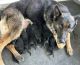 German Shepherd Puppies for sale in Fort White, FL 32038, USA. price: $1,800
