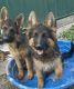 German Shepherd Puppies for sale in Onaway, MI 49765, USA. price: NA