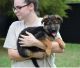 German Shepherd Puppies for sale in Anchorage, AK 99514, USA. price: $500