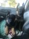 German Shepherd Puppies for sale in Carlisle, PA 17013, USA. price: $2,500