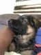 German Shepherd Puppies for sale in Opp, AL 36467, USA. price: NA