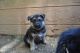 German Shepherd Puppies for sale in Siloam, NC 27047, USA. price: $300