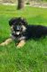 German Shepherd Puppies for sale in Cokato, MN 55321, USA. price: $700