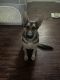 German Shepherd Puppies for sale in Dallas, TX, USA. price: $700