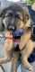 German Shepherd Puppies for sale in Hayward, CA 94545, USA. price: $1,000